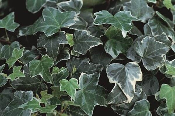 Hedera helix 'Glacier'