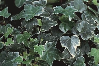 Hedera helix 'Glacier' Murgröna 5-10 i kruka P9