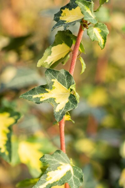 Hedera helix 'Goldheart'