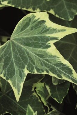 Hedera helix 'Yellow Ripple'