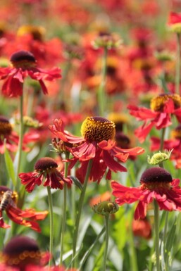 Helenium 'Moerheim Beauty' Solbrudar 5-10 i kruka P9