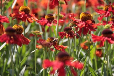 Solbrud Helenium 'Moerheim Beauty' 5-10 potte P9