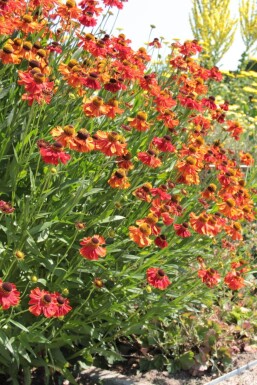 Helenium 'Moerheim Beauty' Solbrudar 5-10 i kruka P9