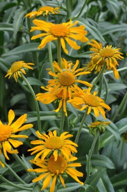 Helenium hoopesii Solbrudar 5-10 i kruka P9