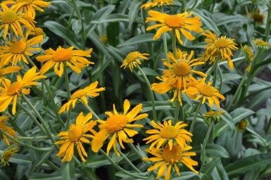 Helenium hoopesii Solbrudar 5-10 i kruka P9