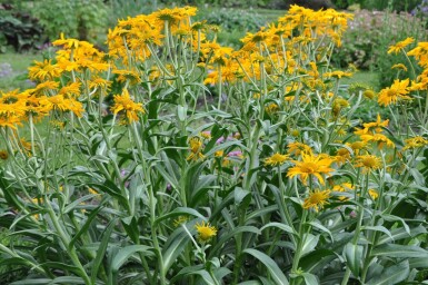 Helenium hoopesii Solbrudar 5-10 i kruka P9