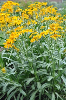 Helenium hoopesii Solbrudar 5-10 i kruka P9