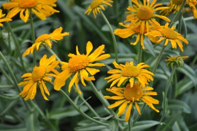 Helenium hoopesii Solbrudar 5-10 i kruka P9