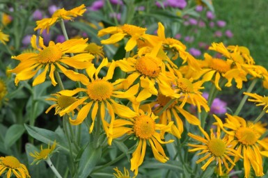 Helenium hoopesii Solbrudar 5-10 i kruka P9