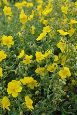 Helianthemum 'Golden Queen'