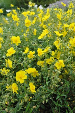 Zonneroosje Helianthemum 'Golden Queen' 5-10 Pot P9