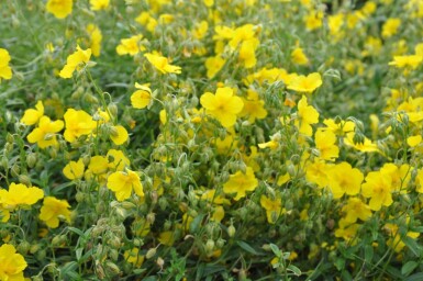 Zonneroosje Helianthemum 'Golden Queen' 5-10 Pot P9