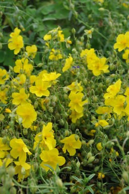 Zonneroosje Helianthemum 'Golden Queen' 5-10 Pot P9