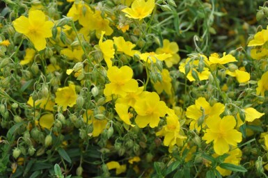 Zonneroosje Helianthemum 'Golden Queen' 5-10 Pot P9