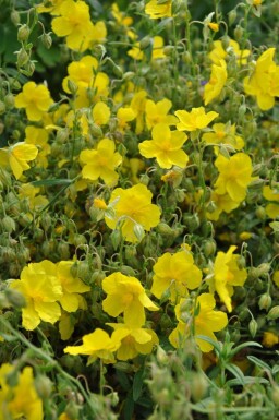 Zonneroosje Helianthemum 'Golden Queen' 5-10 Pot P9