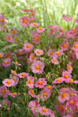 Helianthemum 'Lawrenson's Pink'