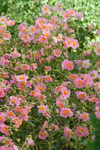 Helianthemum hybride 'Lawrenson's Pink'