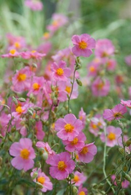 Zonneroosje Helianthemum hybride 'Lawrenson's Pink' 5-10 Pot P9