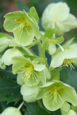 Korsische Nieswurz Helleborus argutifolius 5-10 Topf 9x9 cm (P9)