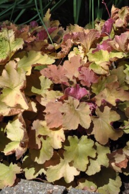 Heuchère Heuchera 'Caramel' 5-10 Pot 9x9 cm (P9)