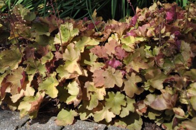 Alunrod Heuchera 'Caramel' 5-10 potte P9