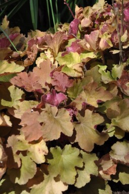 Alunrod Heuchera 'Caramel' 5-10 potte P9