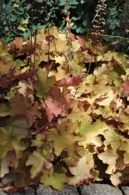 Heuchère Heuchera 'Caramel' 5-10 Pot 9x9 cm (P9)