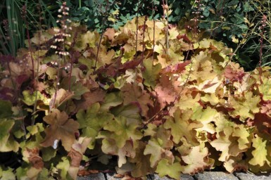 Alunrod Heuchera 'Caramel' 5-10 potte P9