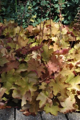 Heuchère Heuchera 'Caramel' 5-10 Pot 9x9 cm (P9)