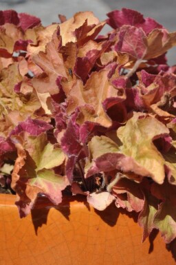 Heuchère Heuchera 'Caramel' 5-10 Pot 9x9 cm (P9)