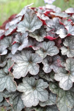 Alunrod Heuchera 'Regina' 5-10 potte P9