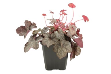 Alunrod Heuchera 'Regina' 5-10 potte P9