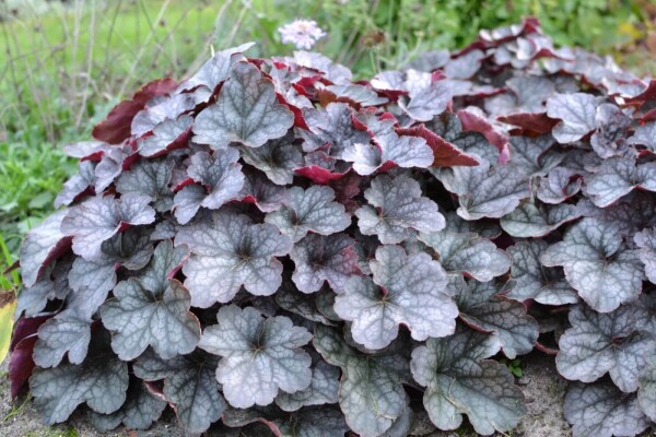 Heuchera 'Regina'