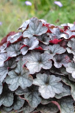 Heuchère Heuchera 'Regina' 5-10 Pot 9x9 cm (P9)