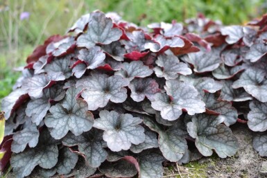 Heuchère Heuchera 'Regina' 5-10 Pot 9x9 cm (P9)