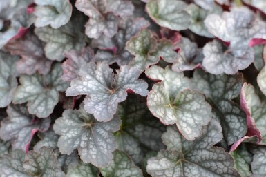 Alunrod Heuchera 'Regina' 5-10 potte P9