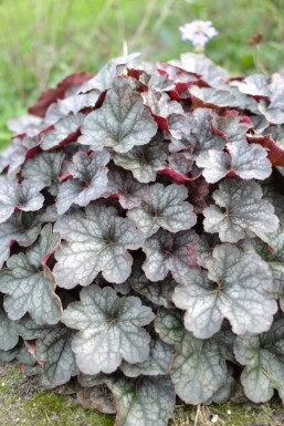 Heuchère Heuchera 'Regina' 5-10 Pot 9x9 cm (P9)