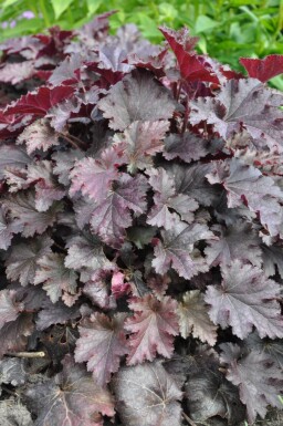 Heuchera 'Stormy Seas'