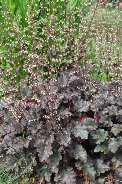 Heuchera 'Stormy Seas'