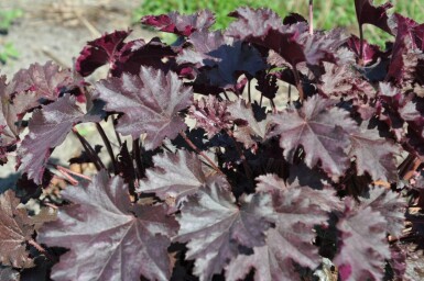 Heuchère Heuchera 'Stormy Seas' 5-10 Pot 9x9 cm (P9)