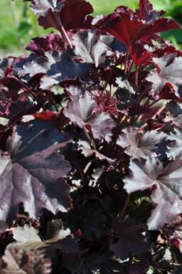 Alunrod Heuchera 'Stormy Seas' 5-10 potte P9