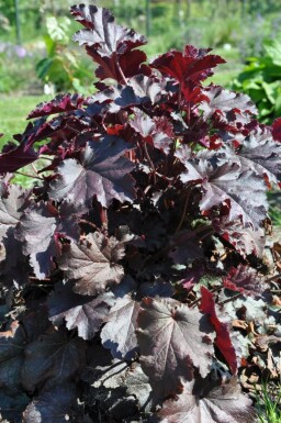 Heuchère Heuchera 'Stormy Seas' 5-10 Pot 9x9 cm (P9)