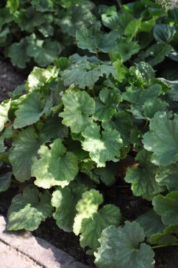 Purpurklokke Heuchera sanguinea 'Leuchtkäfer' 5-10 potte P9