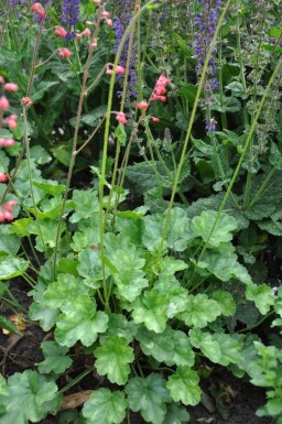 Purpurklokke Heuchera sanguinea 'Leuchtkäfer' 5-10 potte P9