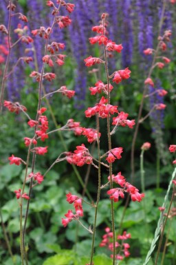 Purpurklokke Heuchera sanguinea 'Leuchtkäfer' 5-10 potte P9