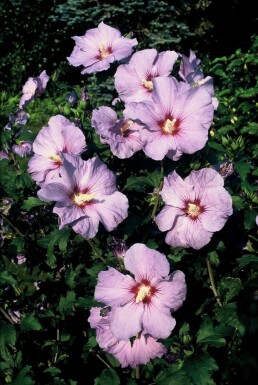 Roseneibisch Hibiscus syriacus 'Oiseau Bleu' Strauch 30-40 Topf 3 ltr. (C3)