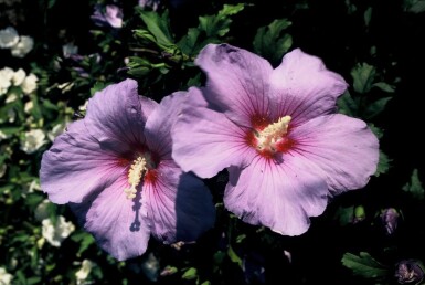 Roseneibisch Hibiscus syriacus 'Oiseau Bleu' Strauch 30-40 Topf 3 ltr. (C3)