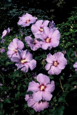 Roseneibisch Hibiscus syriacus 'Oiseau Bleu' Strauch 30-40 Topf 3 ltr. (C3)