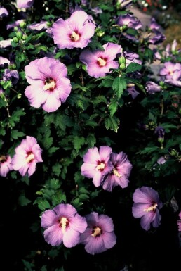 Roseneibisch Hibiscus syriacus 'Oiseau Bleu' Strauch 30-40 Topf 3 ltr. (C3)