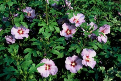 Roseneibisch Hibiscus syriacus 'Oiseau Bleu' Strauch 30-40 Topf 3 ltr. (C3)